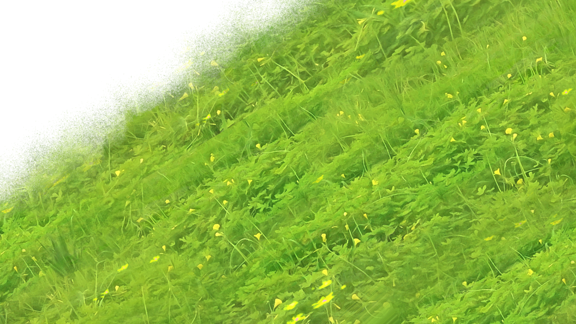 01 Grass Brush For Nature Fantasy Background